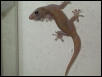 Gekko auraticus