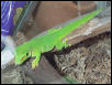 Phelsuma mad. grandis