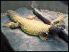 Mali Uromastyx