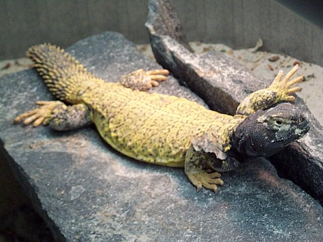 Mali Uromastyx