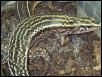 Zonosaurus quadrilineatus