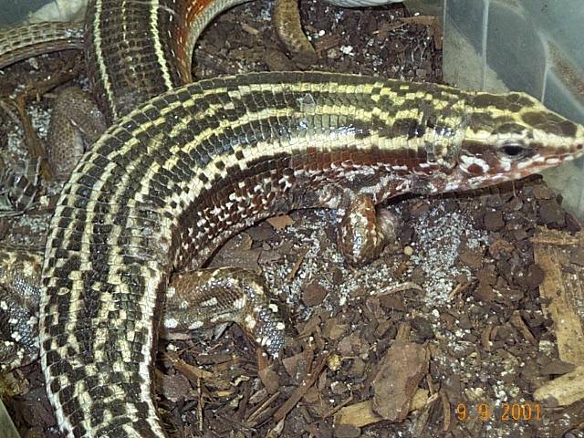 Zonosaurus quadrilineatus
