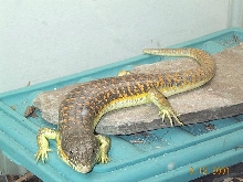 Schneiders Skink