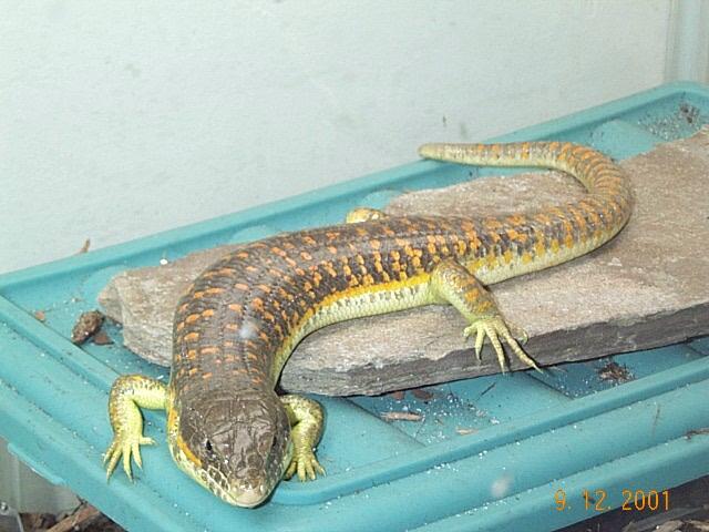 Schneiders Skink