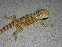 Chiquita