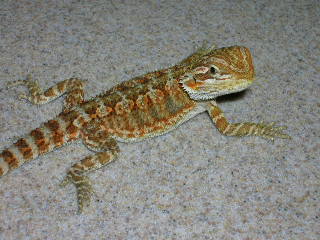 Chiquita