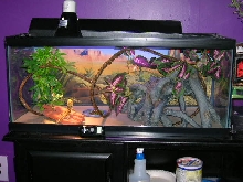 Cheeky Girl's Tank
