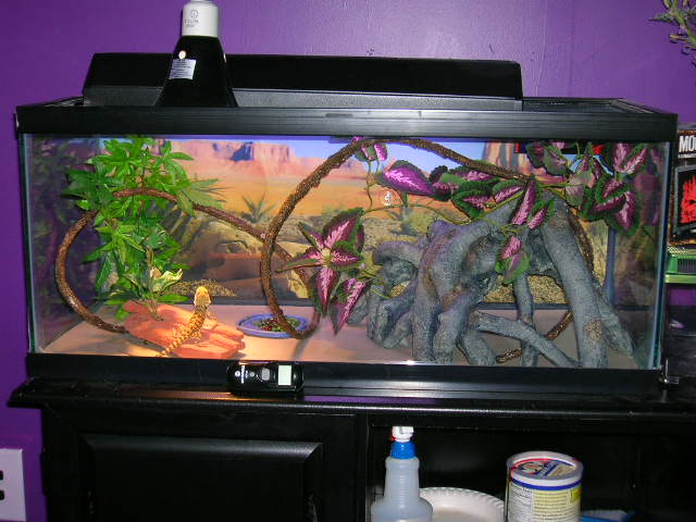 Cheeky Girl's Tank