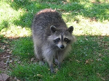 My backyard visitor