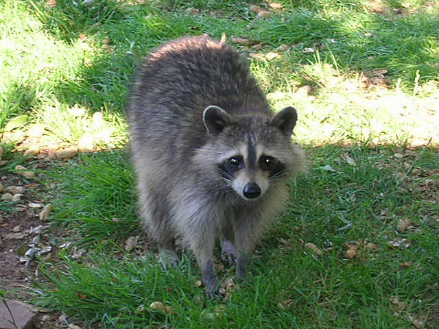 My backyard visitor