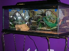 Layne's Tank
