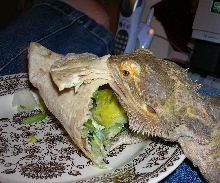 Gordo stole my sandwich!
