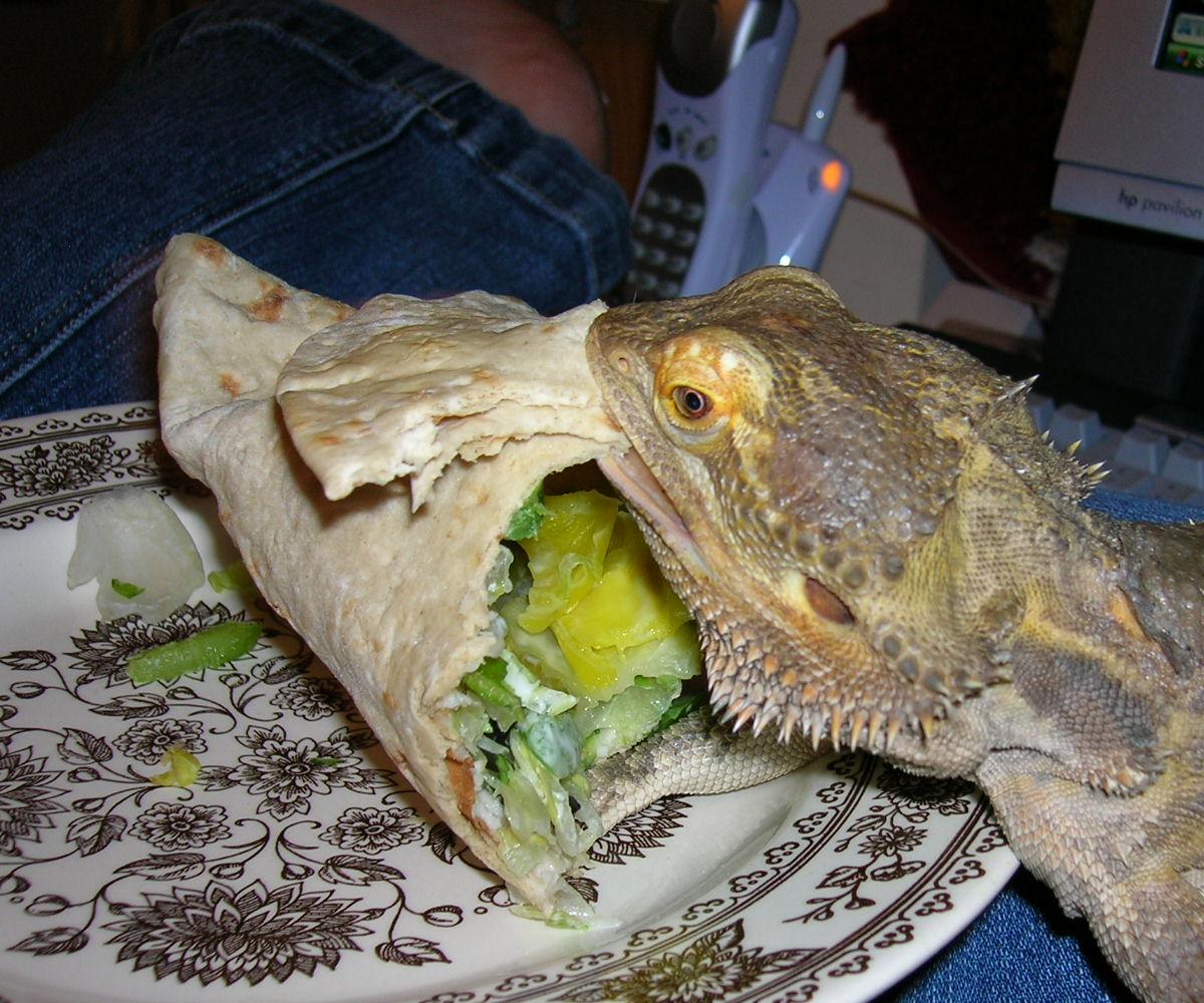 Gordo stole my sandwich!