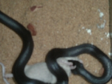 bad pic