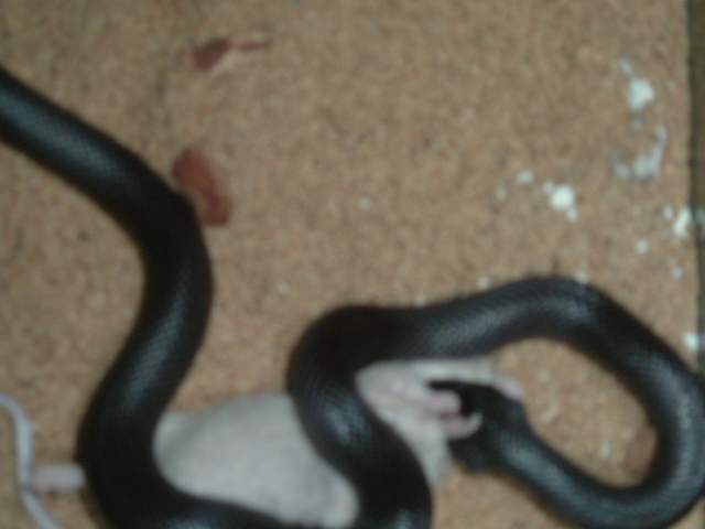 bad pic