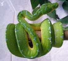 Mainland type GTP