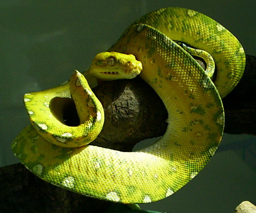 Female Biak