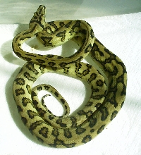 Irian Jaya Jaguar female pre-shed