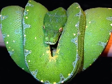 female lereh type