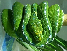 male merauke