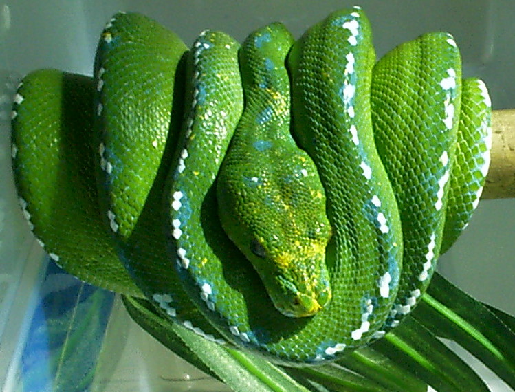 male merauke
