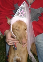 Jasmine - - Princess