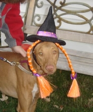 Portia - - Witch