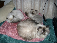3 Little Tortiepoints