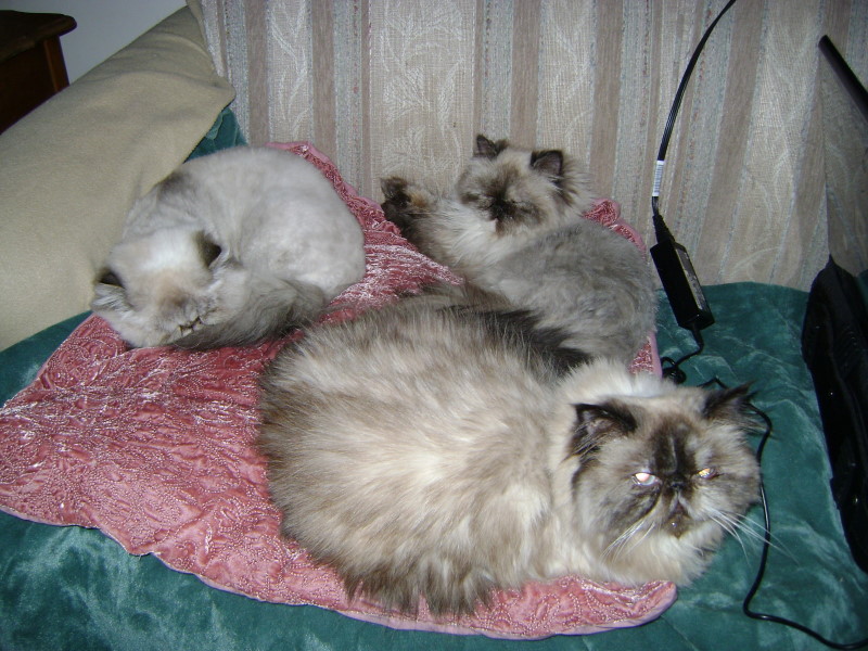 3 Little Tortiepoints