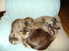 Pile of Cats