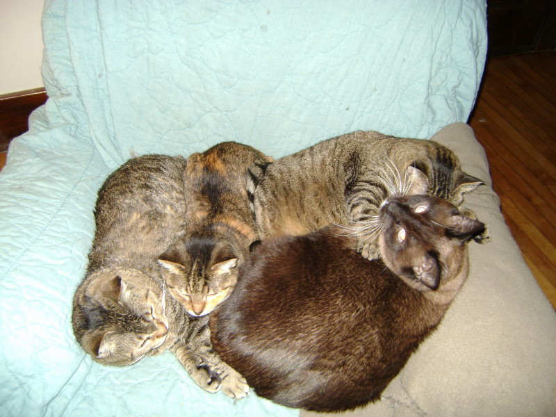 Pile of Cats