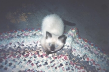 Baby Kelby