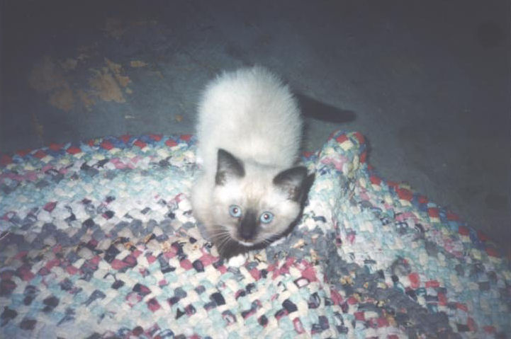 Baby Kelby