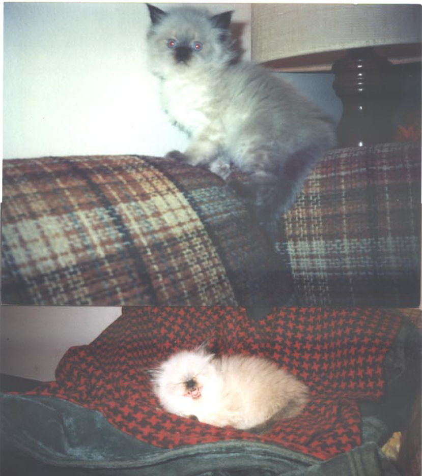 Baby Nikki