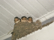 baby barn swallows