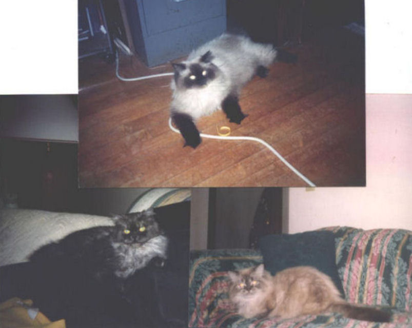 Nikki's Kittens grown up