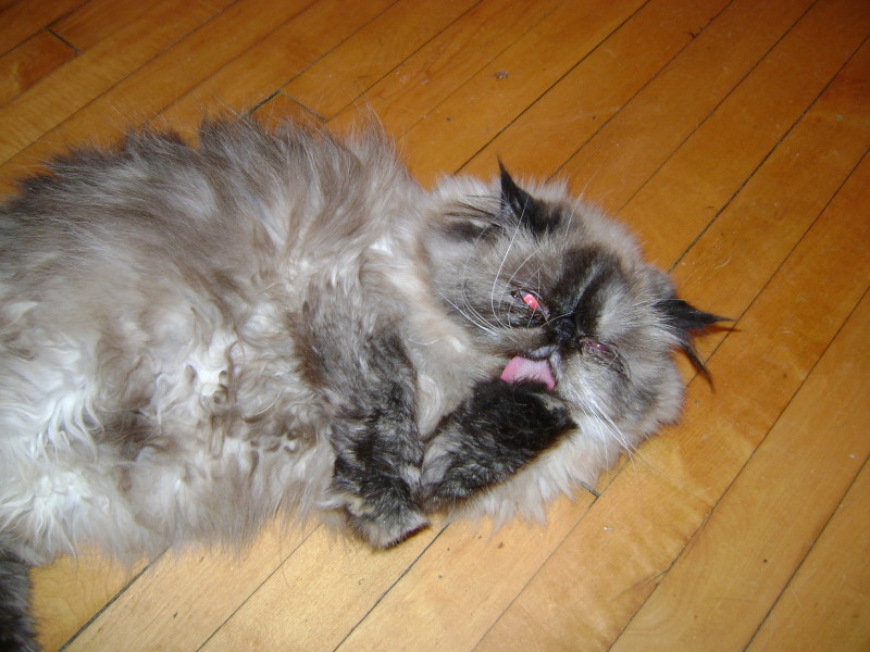 My paws is nummy