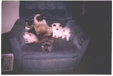 Nikki's & Ferris' Kittens