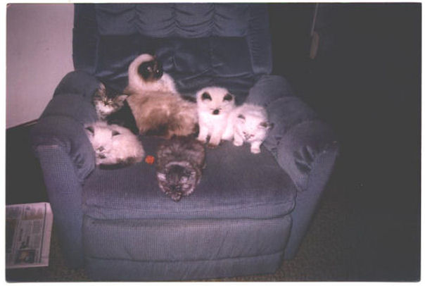 Nikki's & Ferris' Kittens