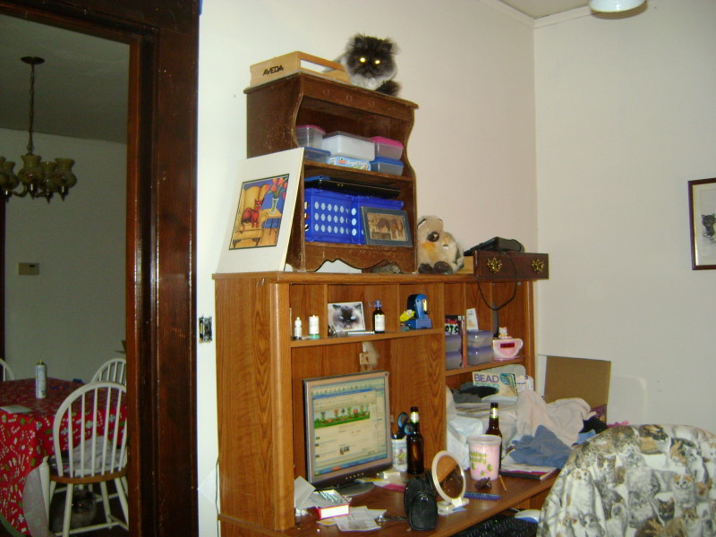 Can you find the cats?