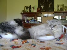 Becci and Ferris in bowls
