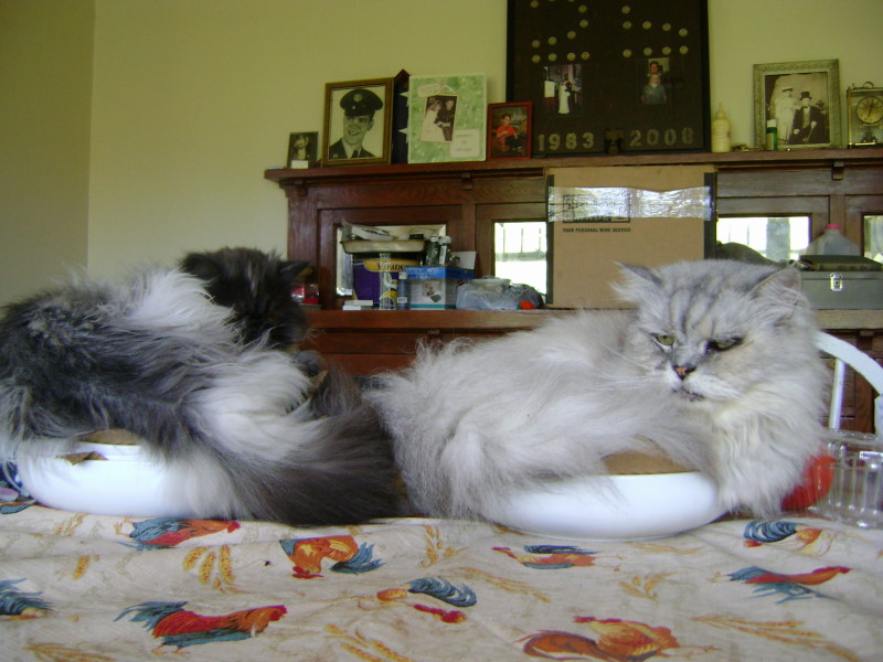 Becci and Ferris in bowls