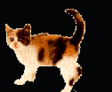 calicokittengif
