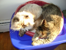 Cat & Kitten
