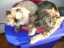 Cat & Kitten 2