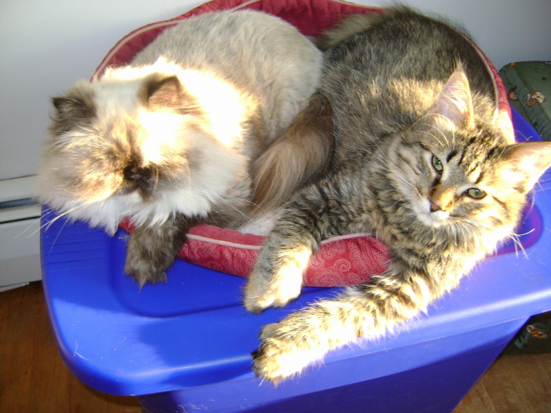 Cat & Kitten 2