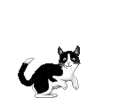 catscreengif
