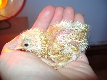 hatchling