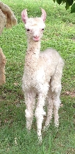 Delilah