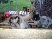 Cats in enclosure
